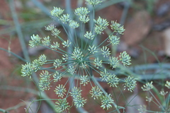 Foeniculum vulgare